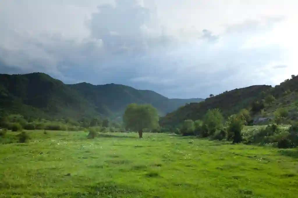 Dala yolg'iz daraxt fon o'rmon | Field lonely tree background forest