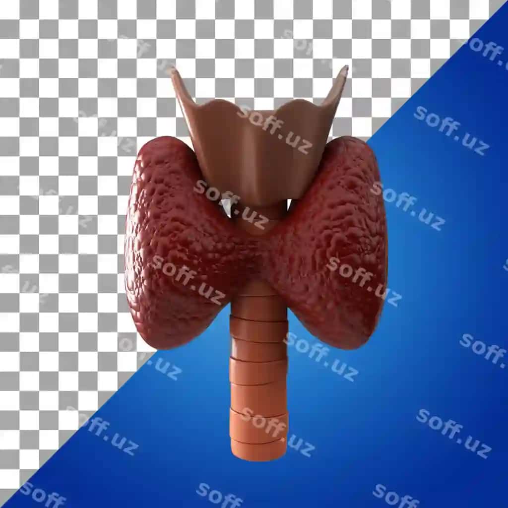 Inson ichidagi shimoliy qafas uch o'lchovli ikon | Human internal organ thyroid 3d icon