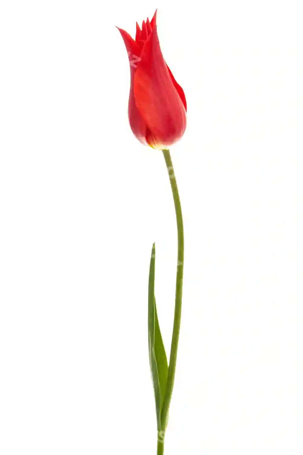 Qizil lola guli liliyali oq fonda ajraltirilgan | Flower red tulip liliaceous isolated white background