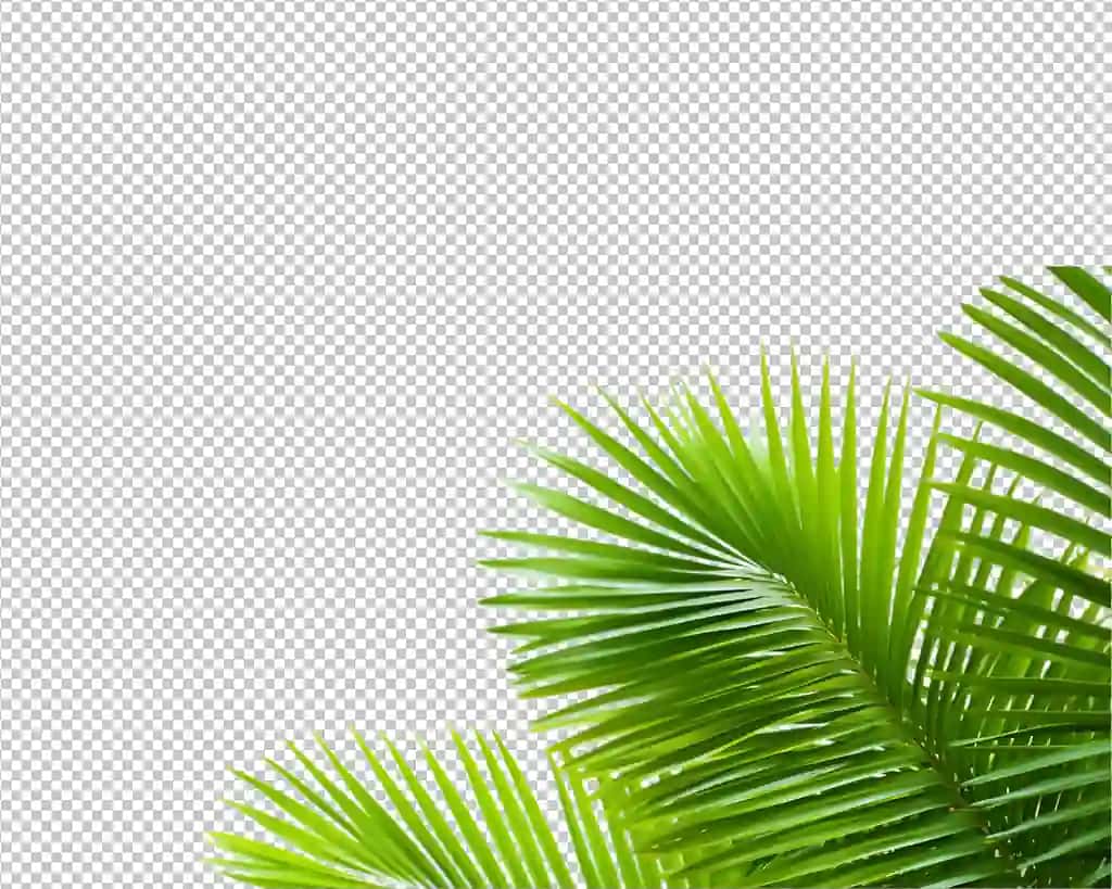 Izolyatsiya qilingan tropik o'simlik kokos palmasi shaffof fon | Isolated tropical plant coconut palm transparent background