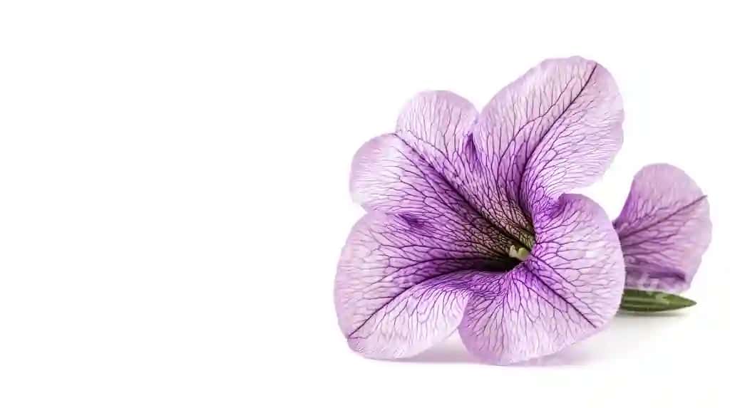 Binafsha gul nozik giyollar bilan yakka oq fonda | Purple flower with delicate veins isolated white background