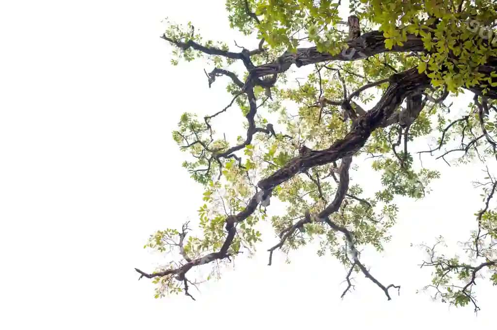 Past burchak ko'rinishda gullagan daraxt aniq osmon tagida | Low angle view flowering tree against clear sky
