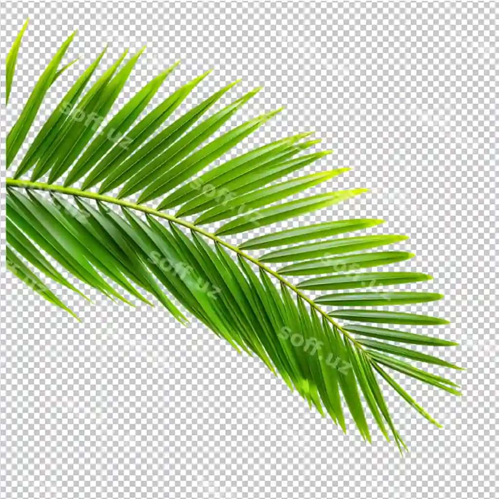 Hindiston yong'og'i palma barglari | Coconut palm leaves