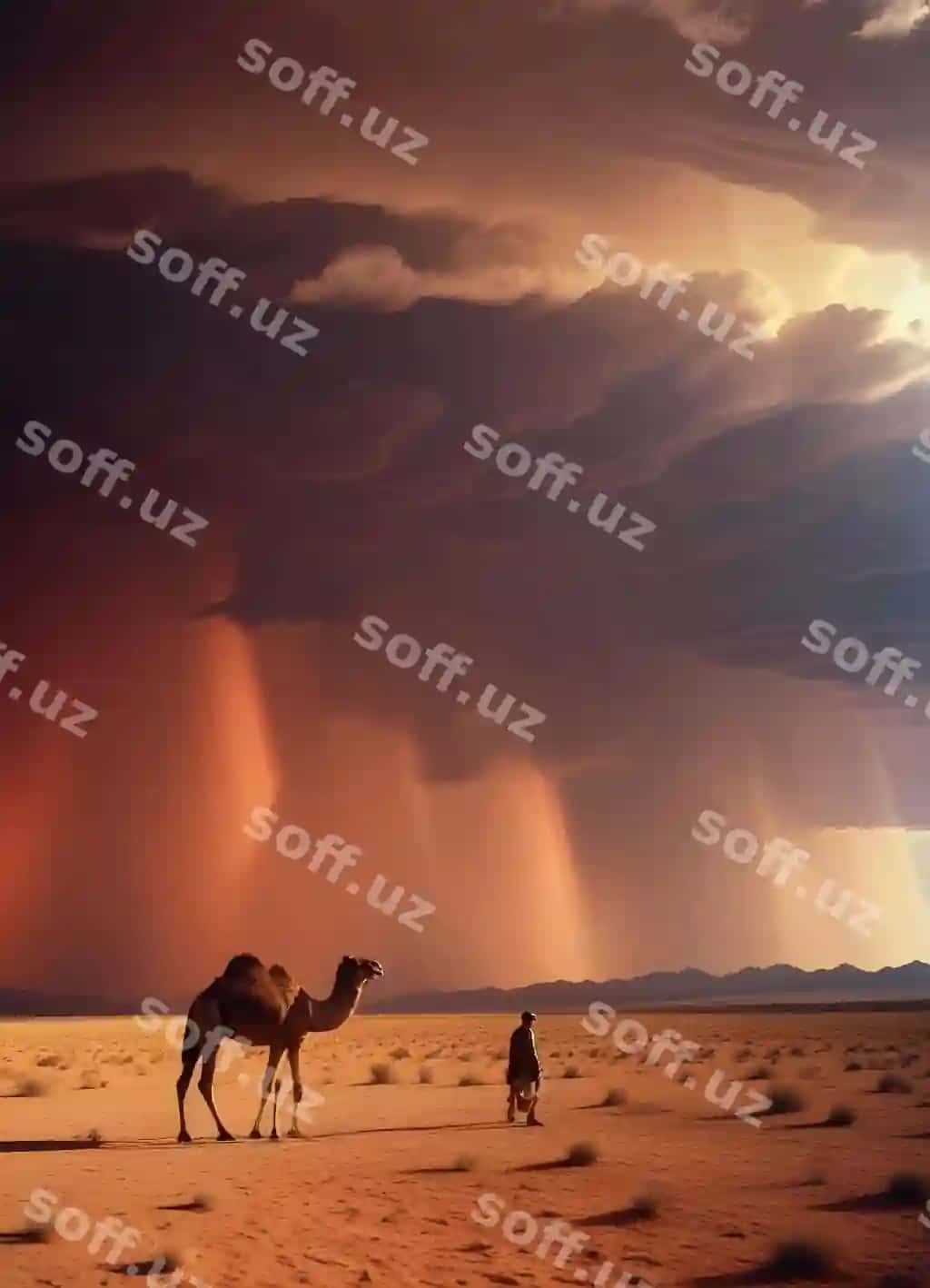 Yolg'iz chaqaloq cho'lon bo'roni quyoshdan yorqin siluetta aylanadigan bulutlar orqali | Solitary camel desert storm with sunlit silhouette against swirling clouds