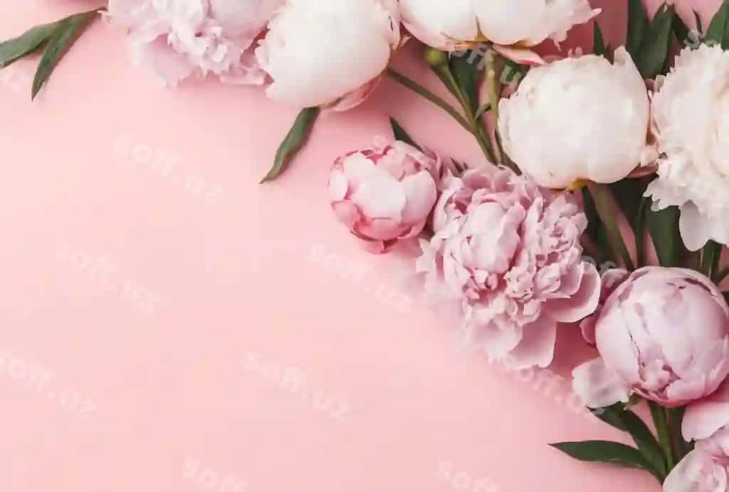Yaqin chamomoy gullari | Close up rose bouquet