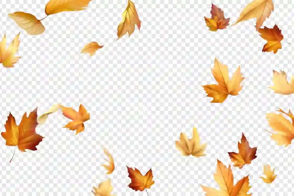 Oltin kuz varatlari ajraltirilgan shaffof orqa fonda | Golden autumn leaves isolated transparent background