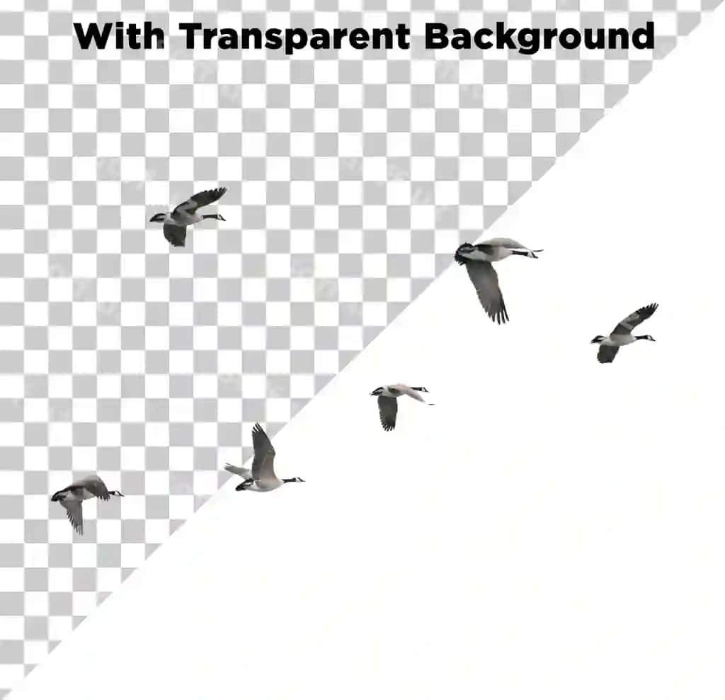 Qushlar uchib yuradigan png psd izolyatsiya qilingan shaffof fon | Birds flying png psd isolated transparent background