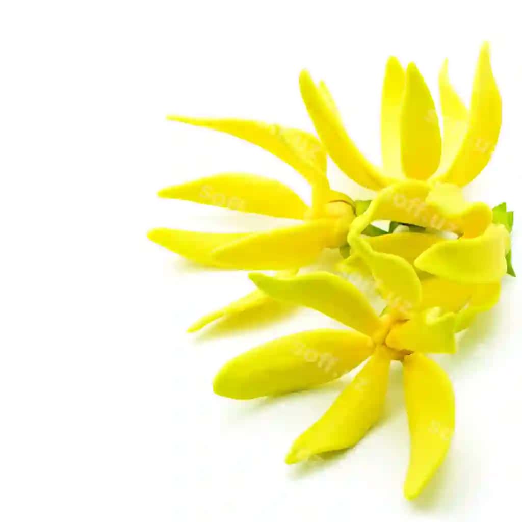 Ylangylang guli | Ylangylang flower