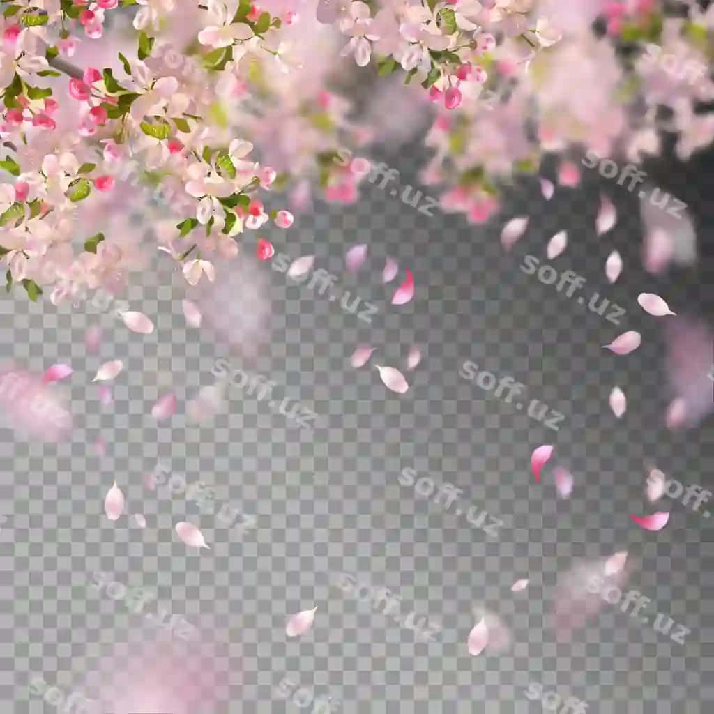 Olcha guli uchib parqatlar bahor orqa fonda | Cherry blossom flying petals spring background