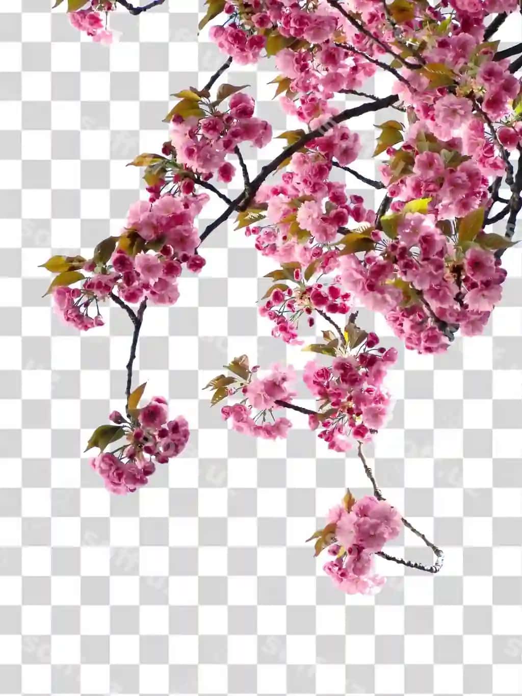 Pushti gullar bilan gilos shoxlari | Branch cherry blossom with pink flowers