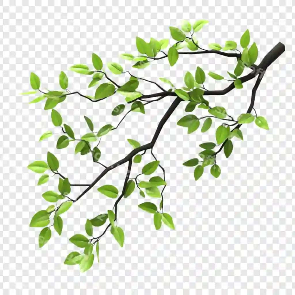 Yam-yashil shoxli bahor tabiatni qoldiradi | Lush green branch spring leaves nature