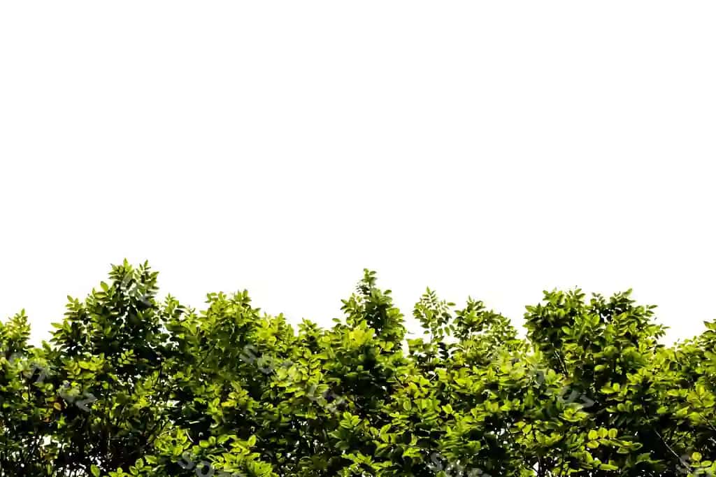Chiroyli yashil daraxt dara oq fonda ajraltirilgan | Beautiful green tree branch isolated white