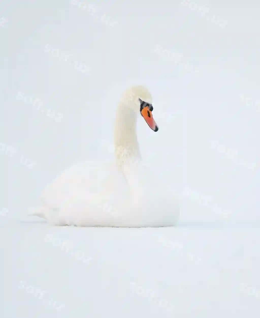 Qaz qor bilan qoplan maydon | Swan snow covered field