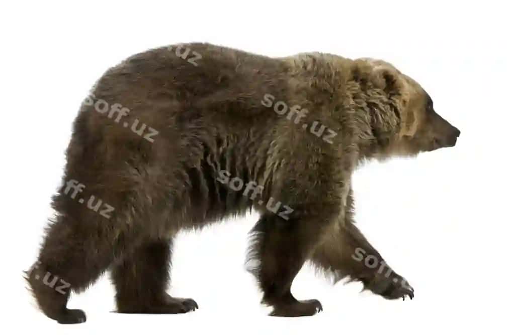 Siberiyali jigarrang ayiq | Siberian brown bear