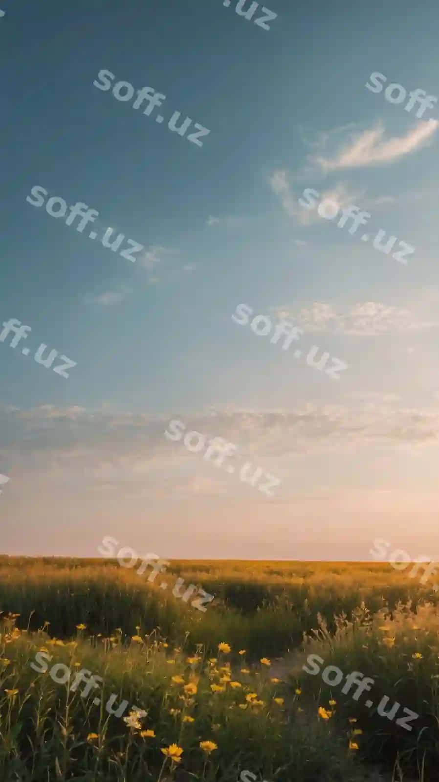 Yovvoyi gulli moviy osmon bilan kechki manzara | Evening landscape with wildflowers blue sky