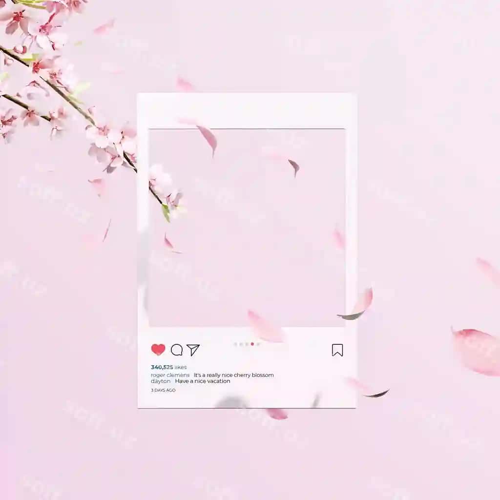 Go'zal bahor olcha gullari pushti orqa fonda | Beautiful spring cherry blossom background with pink background