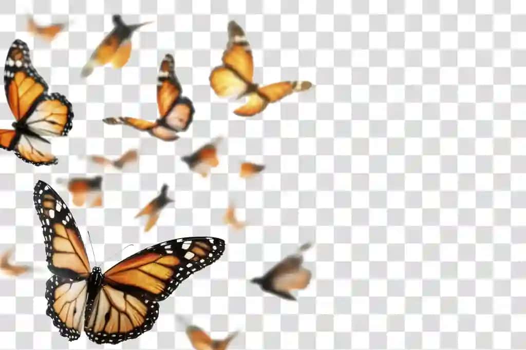 Kapalaklar kapalak hayvon hasharotlari | Butterflies butterfly animal insect