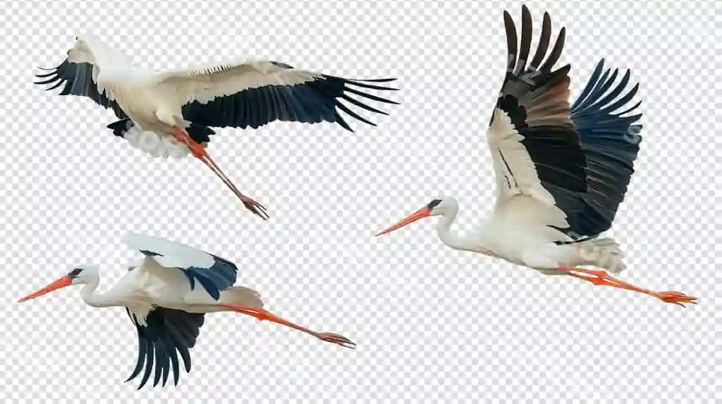 Laylaklar parvozi ularning nafis harakatlarini aniq ko'chishini suratga olmoqda | Storks flight capturing their graceful movements migration clear