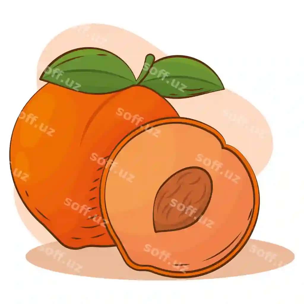 Izolyatsiya qilingan shaftoli rangi eskiz vektor illyustratsiyasi | Isolated peach color sketch vector illustation