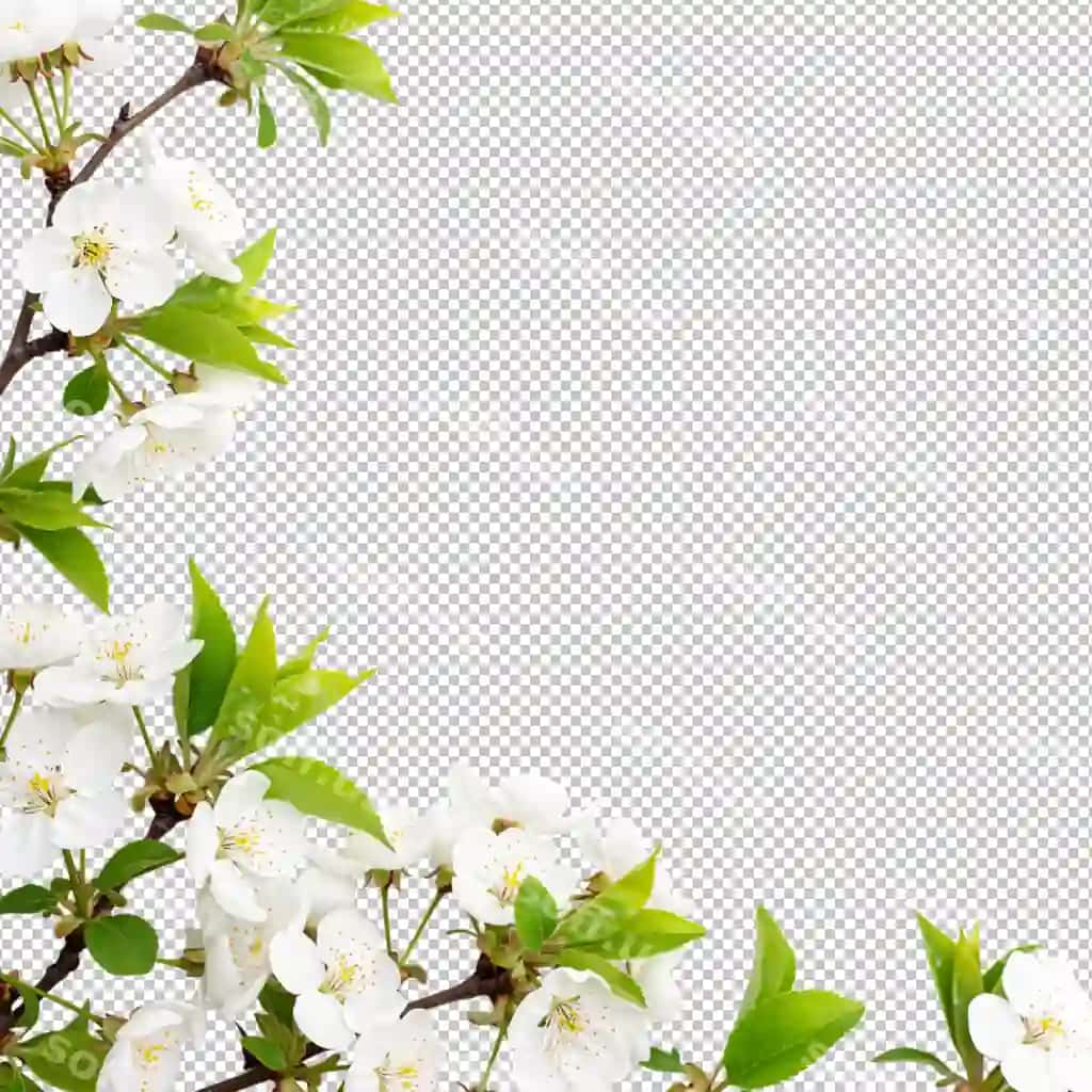 Nozik bahor gul shoxlari ramka | Delicate spring blossom branches frame