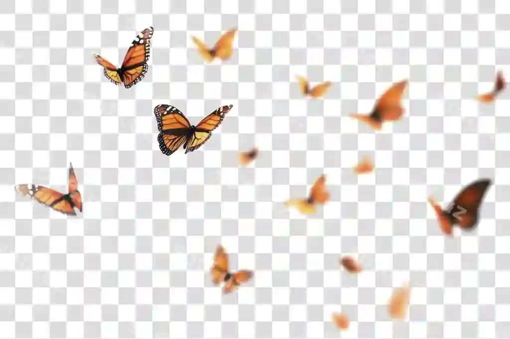 Png binofat monarx pepelotlari uchish | Png vibrant monarch butterflies flight