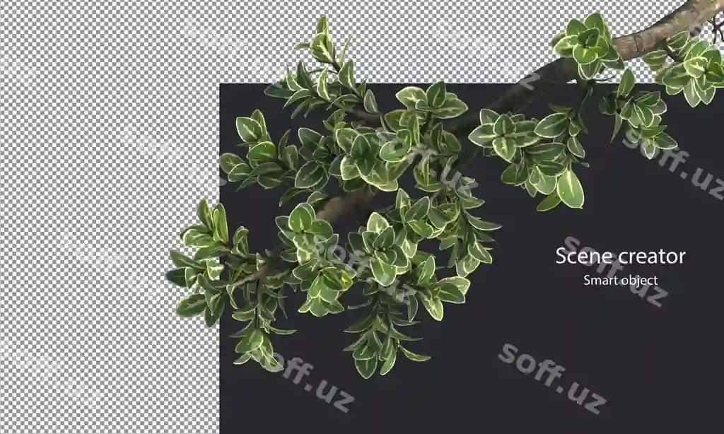 Snowrose daraxtlarining darchalari ajralangan kichik o'simliklar klipping yo'li | Snowrose trees branches isolated small plants clipping path