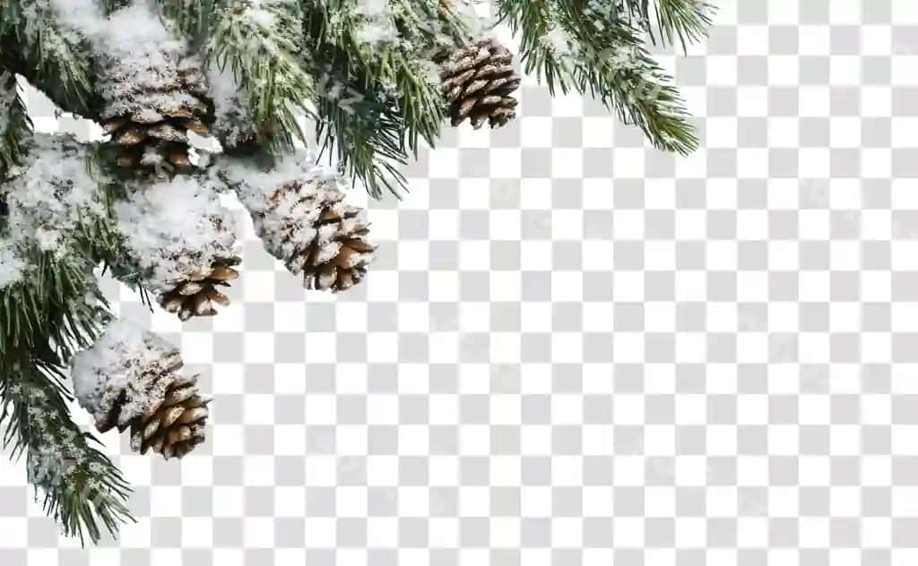Png qor Rojdestvo orqa fonda darchalari tabiat qish | Png snow christmas background branches nature winter
