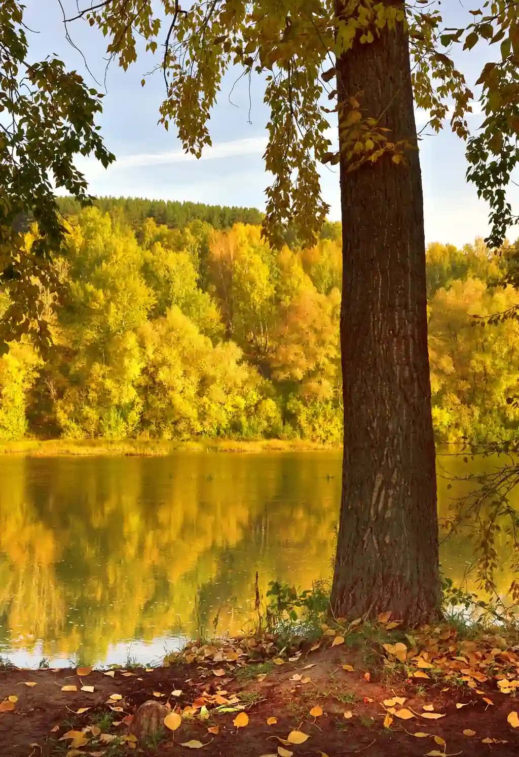 Kuzgi bank Inya daryosi tanasi Oltin bargli baland qiyalikli daraxtlar | Autumn bank inya river trunk tree trees with golden foliage high slope