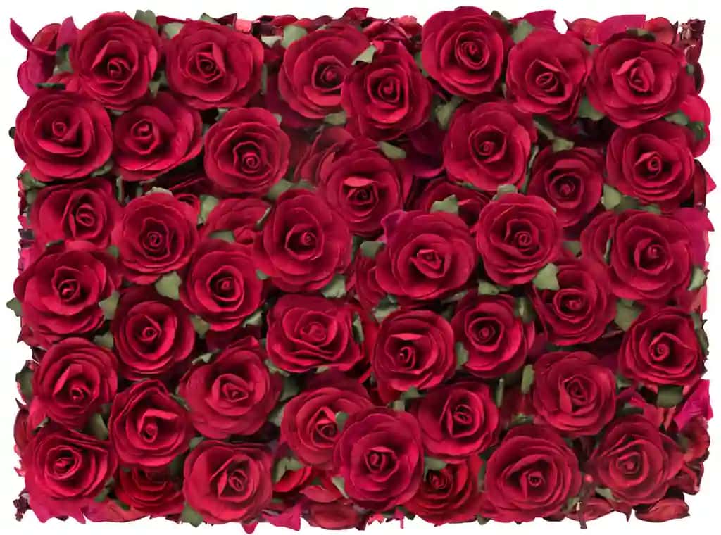 Qizil rangli go'zal fon Sevishganlar kuni | Rose red beautiful background valentines day