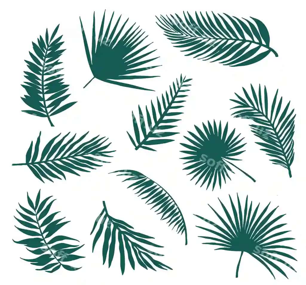 O'n besh palm shollarining yaproqlari siluetlari | Set silhouettes eleven palm branches leaves