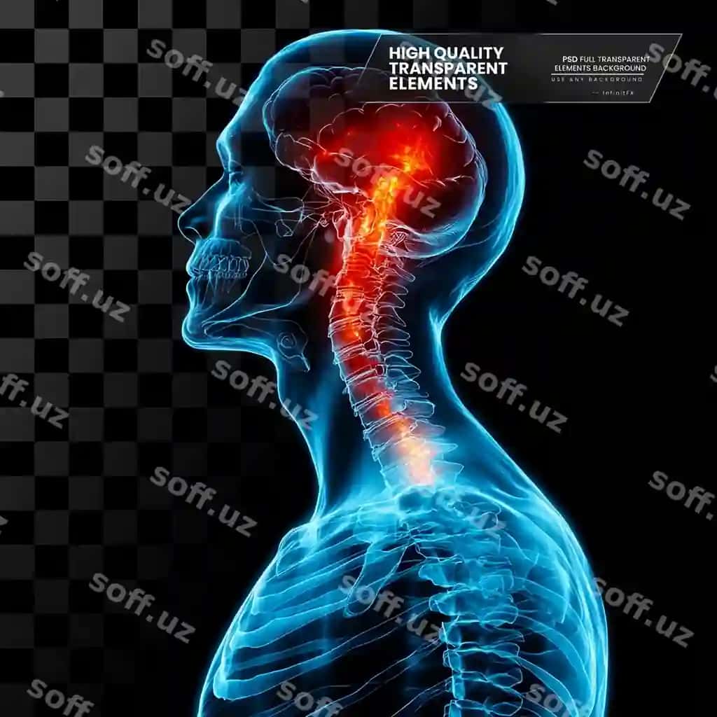 Grafik rentgen bo'yin og'rig'ini ko'rsatadigan, transparent bo'lgan ajratilgan hissalari bilan | Graphic xray showing neck pain with highlighted areas transparent