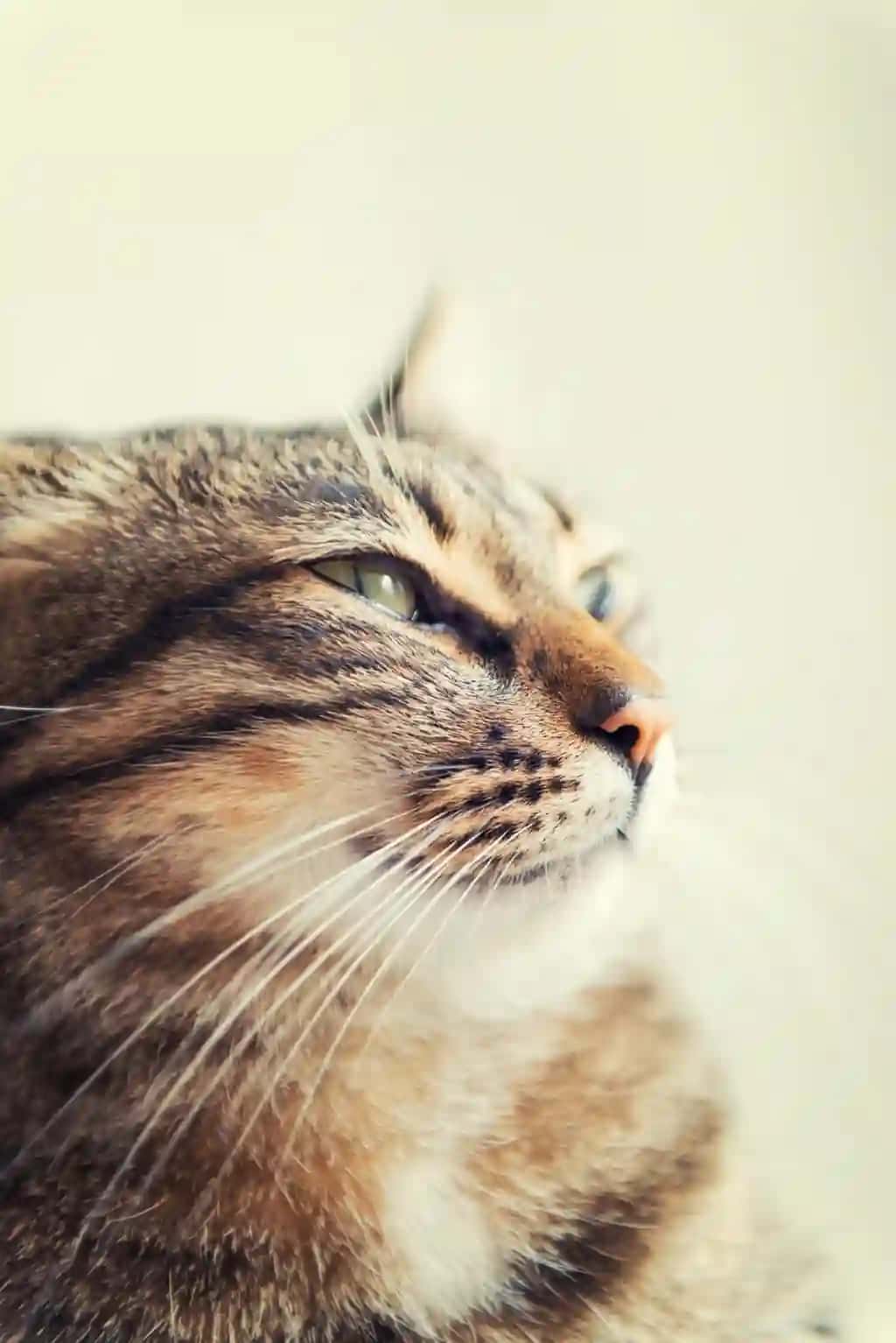 Tinchlantiruvchi mushuk | Relaxing cat