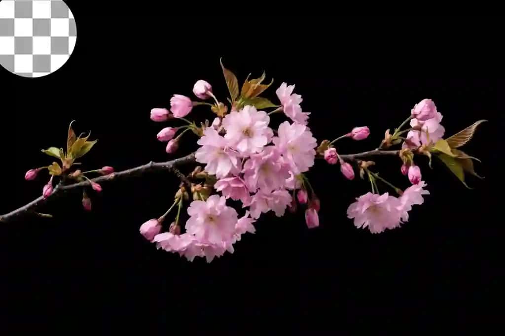 Pushti olcha gul shoxi qora fon | Pink cherry blossom branch black background