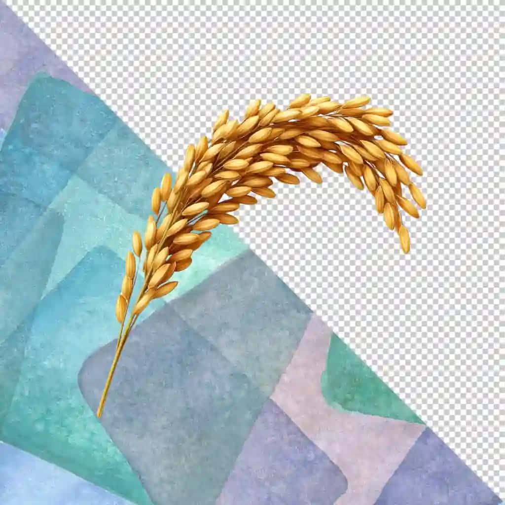 Oltin guruch boshoqlari izolyatsiyalangan shaffof fon | Golden rice ear grain isolated transparent background