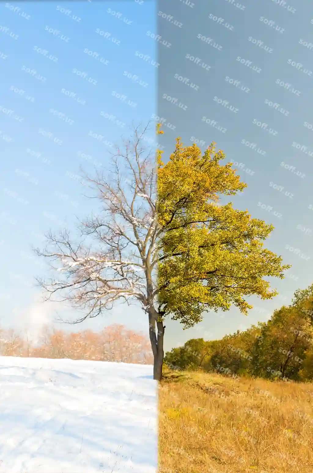 Yolg'iz o'rik daraxti turli fasllar o'tloq | Lonely apricot tree different seasons meadow