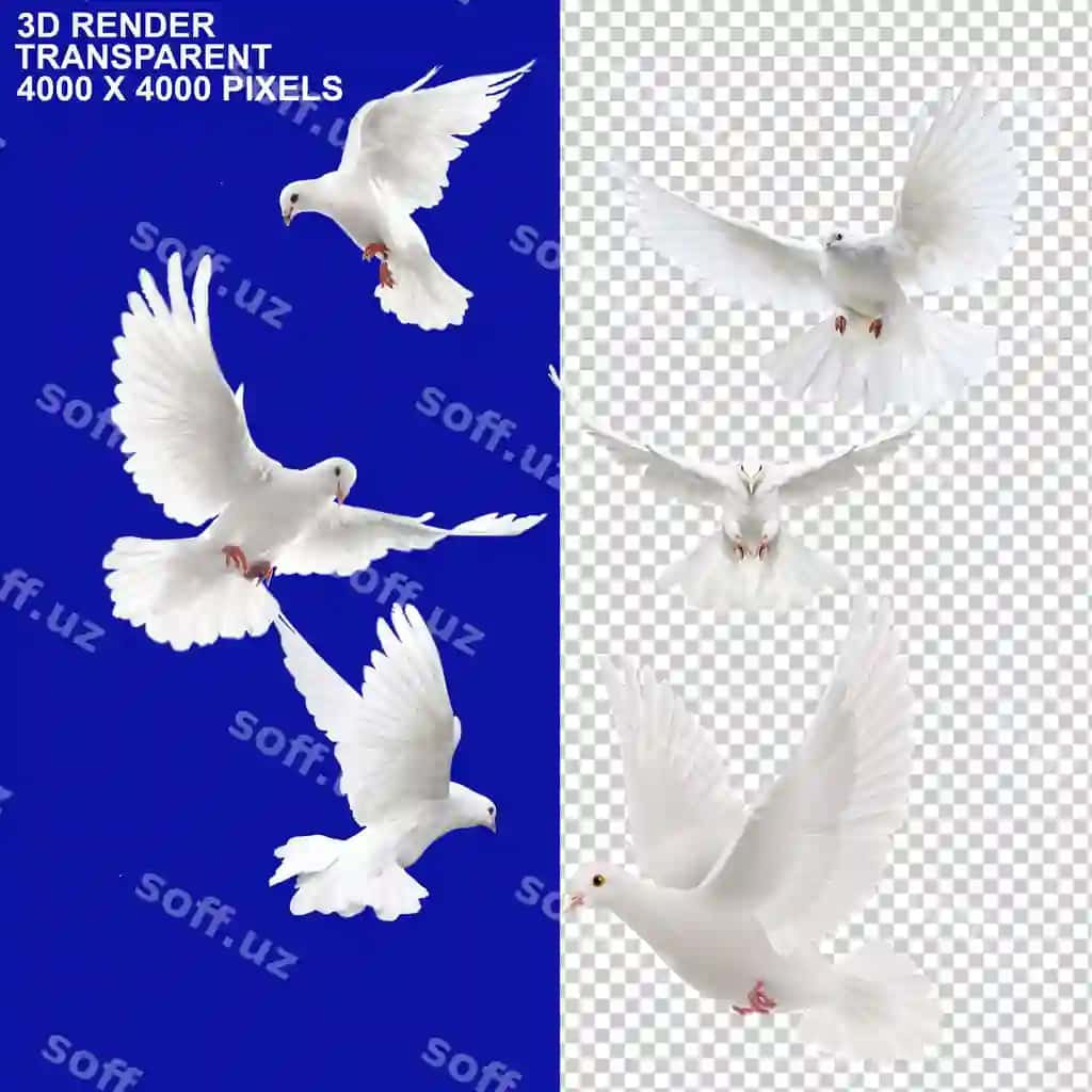 Oq cho'chqa go'shti, er-xotin qushlar, tinchlikparvar qushlarning ramzi | White pigoen pigoen couple birds dove symbol peace peaceful birds