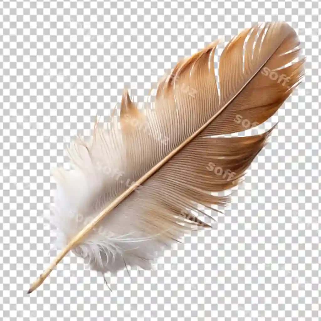 Uzun patli shaffof fon | Long feather transparent background