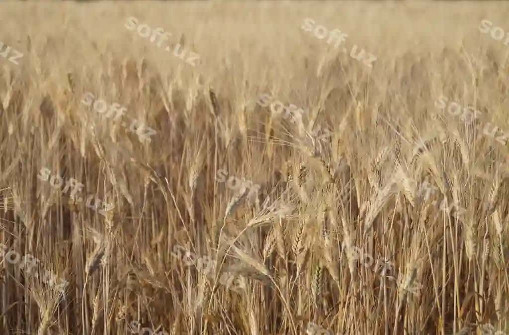 Bögʻ maydoni | Grain field