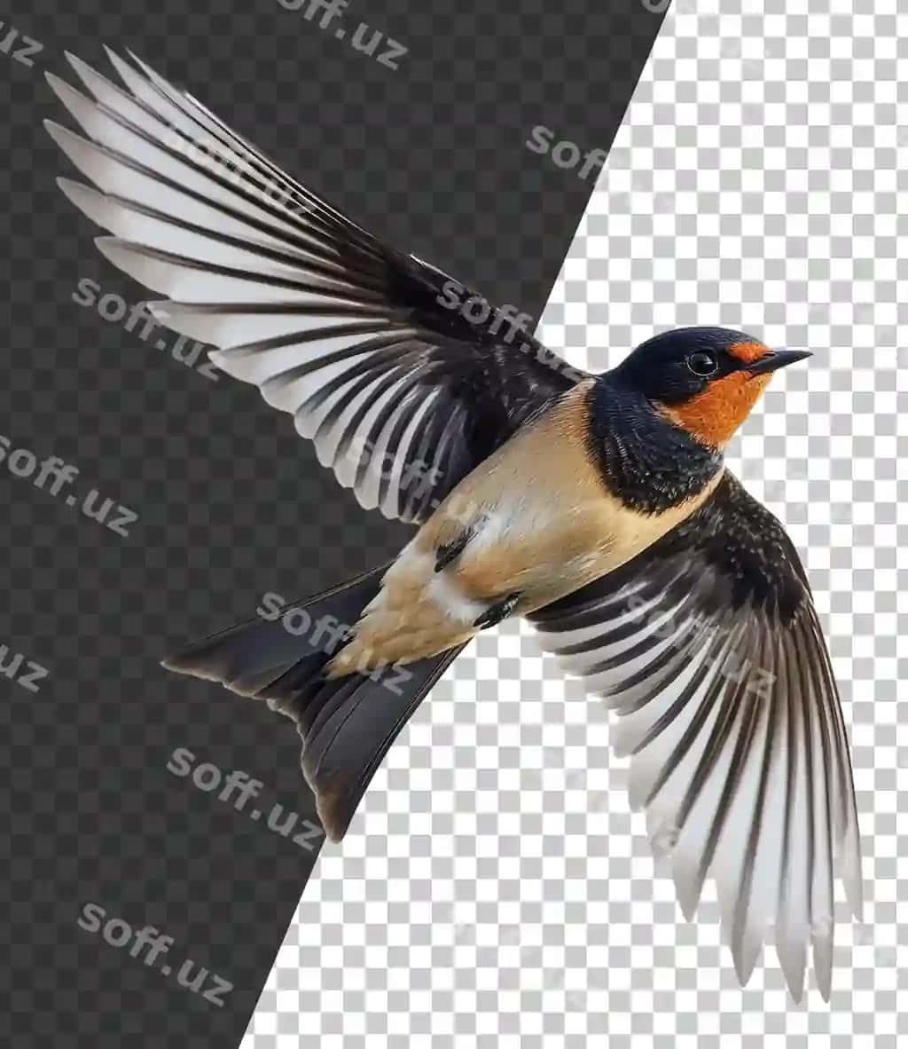 Png qushi qanotlari keng tarqatilgan holda uchmoqda | Png bird soaring with wings spread wide