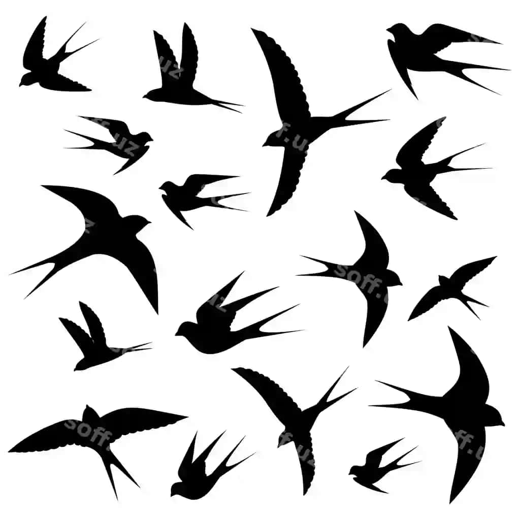 Qorquvchilar aylab chiqish | Swallows circling