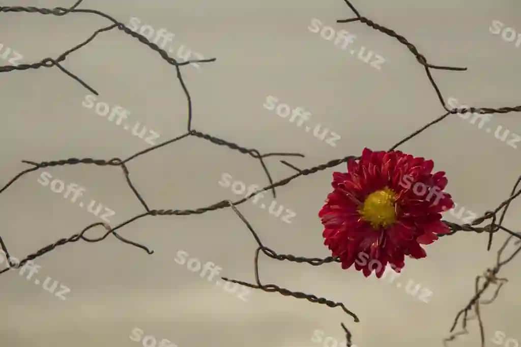 Qizil gulli o'simlikni yoping | Close up red flowering plant
