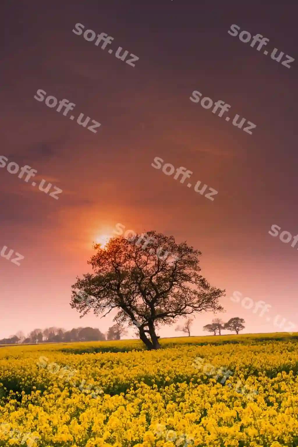 Manzarali gul maydoni osmonda quyosh botishi | Scenic view flower field against sky sunset