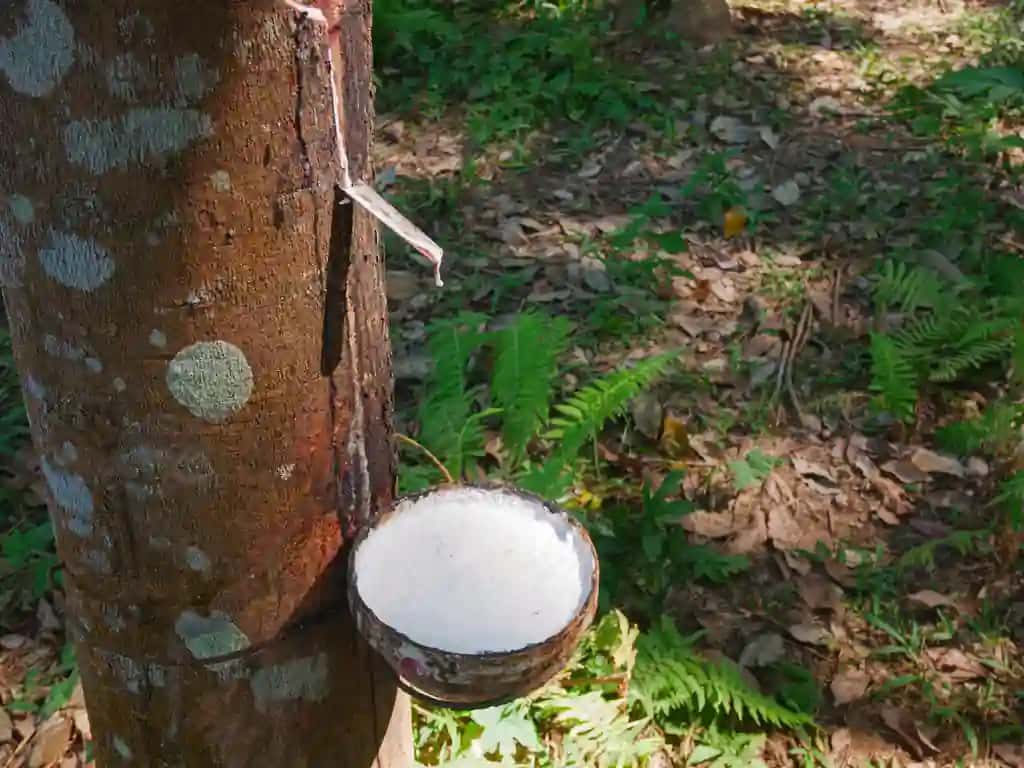 Lateks bilan to'ldirilgan kauchuk daraxt kosasi | Rubber tree bowl filled with latex