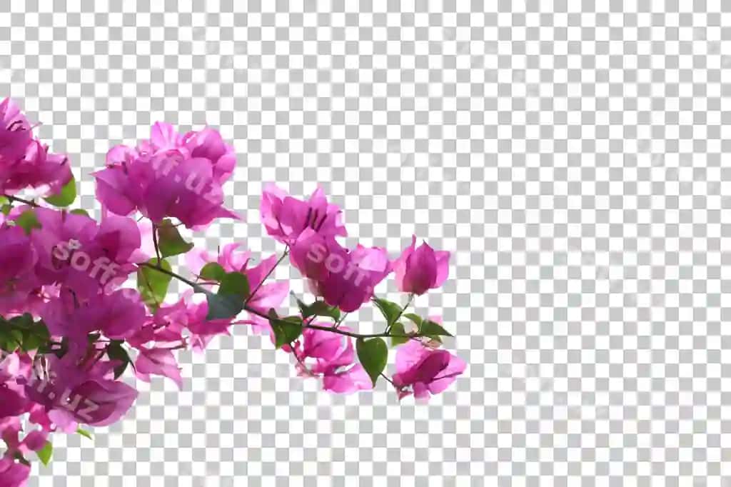 Haqiqiy Bugenvilla oldingi fonda ajraltirilgan | Realistic bougainvillea foreground isolated