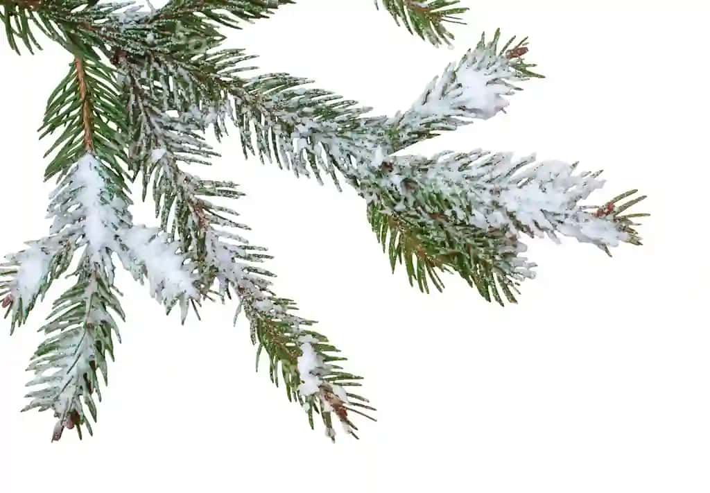 Yelcho kofti dara qor bilan ajraltirilgan oq fonda qish | Christmas tree branch with snow isolated white background winter