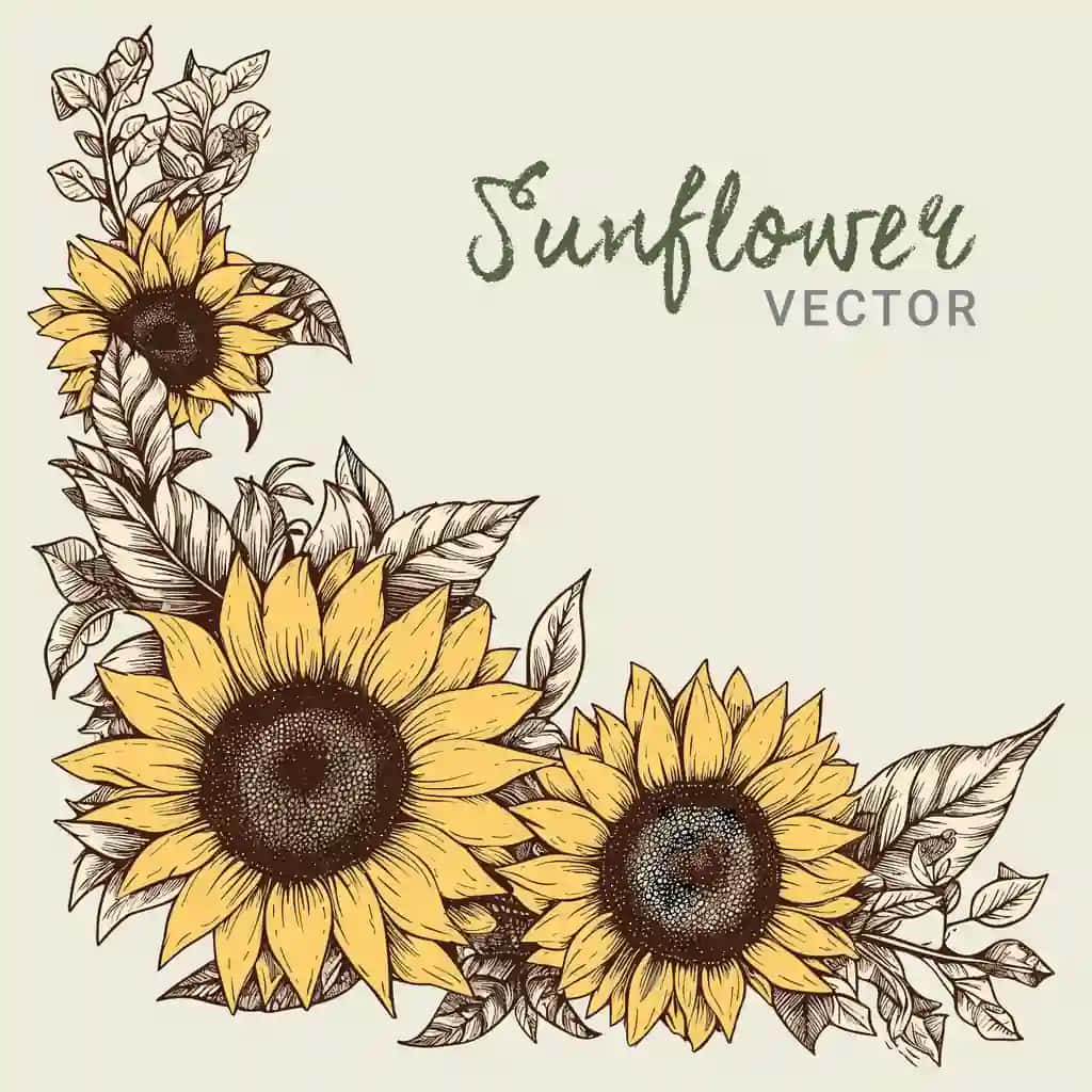Qo'lda chizilgan kungaboqar burchak chegarasi dizayni vektori | Hand drawn sunflower corner border design vector
