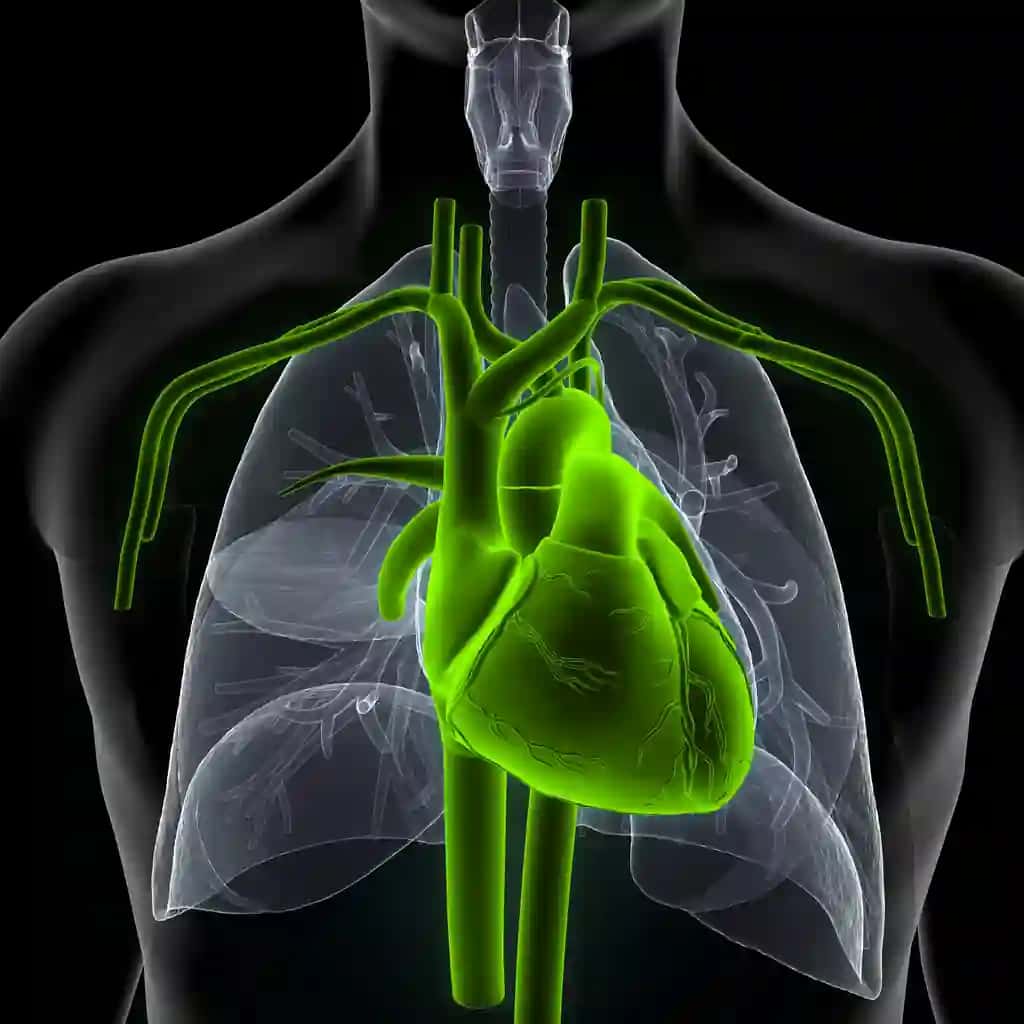Yashil konturli yashil yurak inson qalbi | Green heart with green outline human heart
