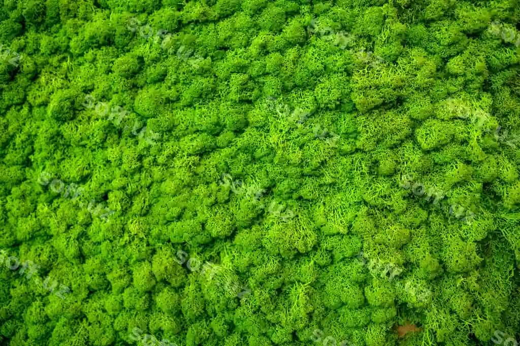 To'liq freym surat yangi yashil o'simliklar yer | Full frame shot fresh green plants land