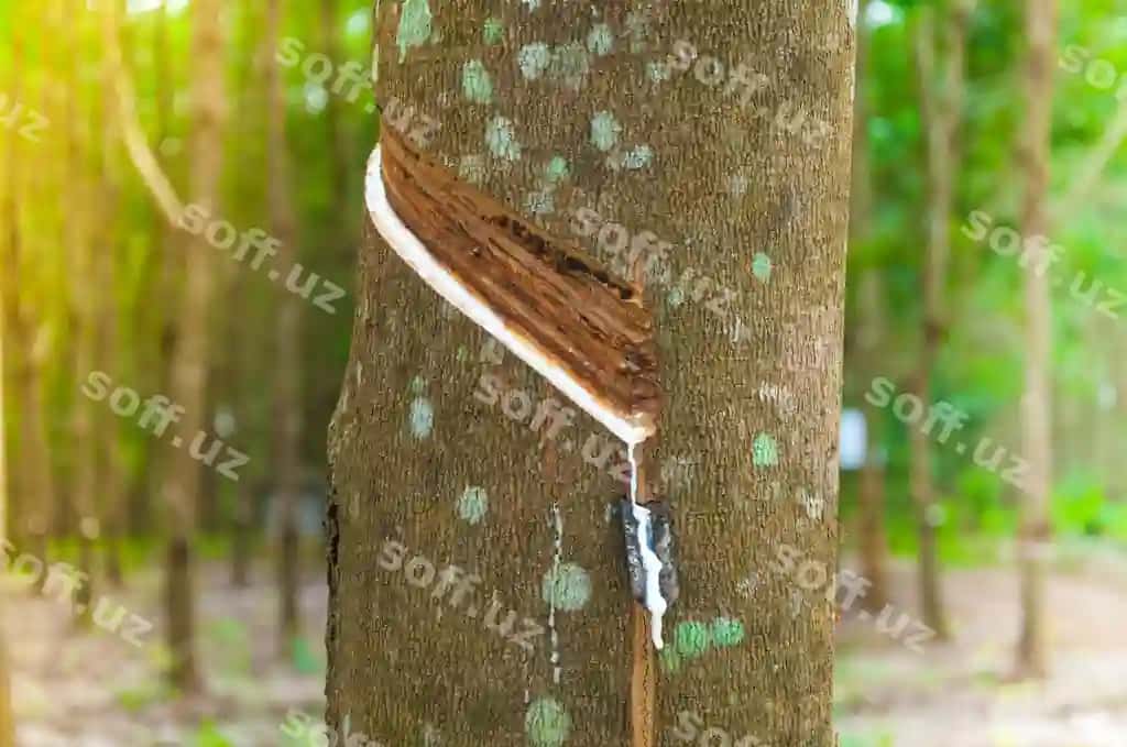Kauchuk daraxti plantatsiyasidan tabiiy lateks para tomchilatib yuboradi | Natural latex para dripping from rubber tree rubber tree plantation