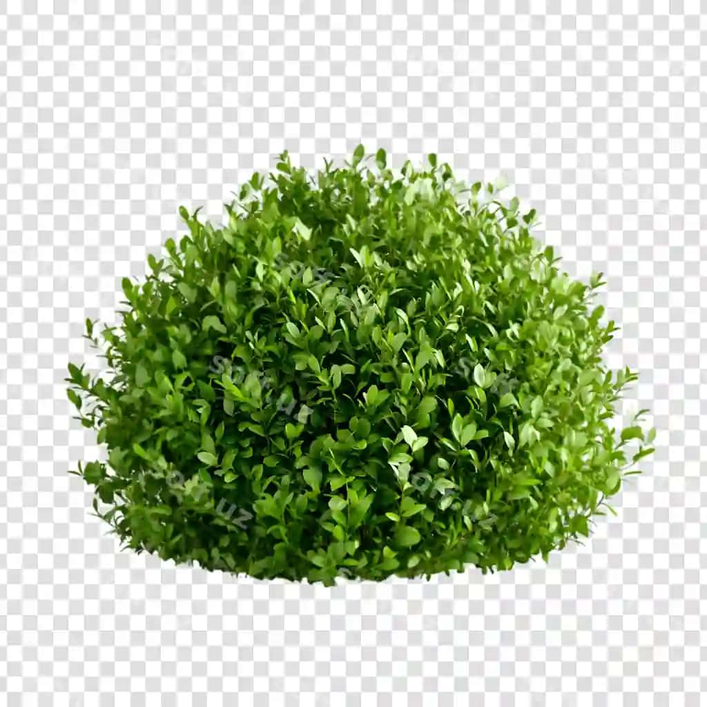Yashil chuqur o'simlik shaffof orqa fonda | Green bush plant with transparent background